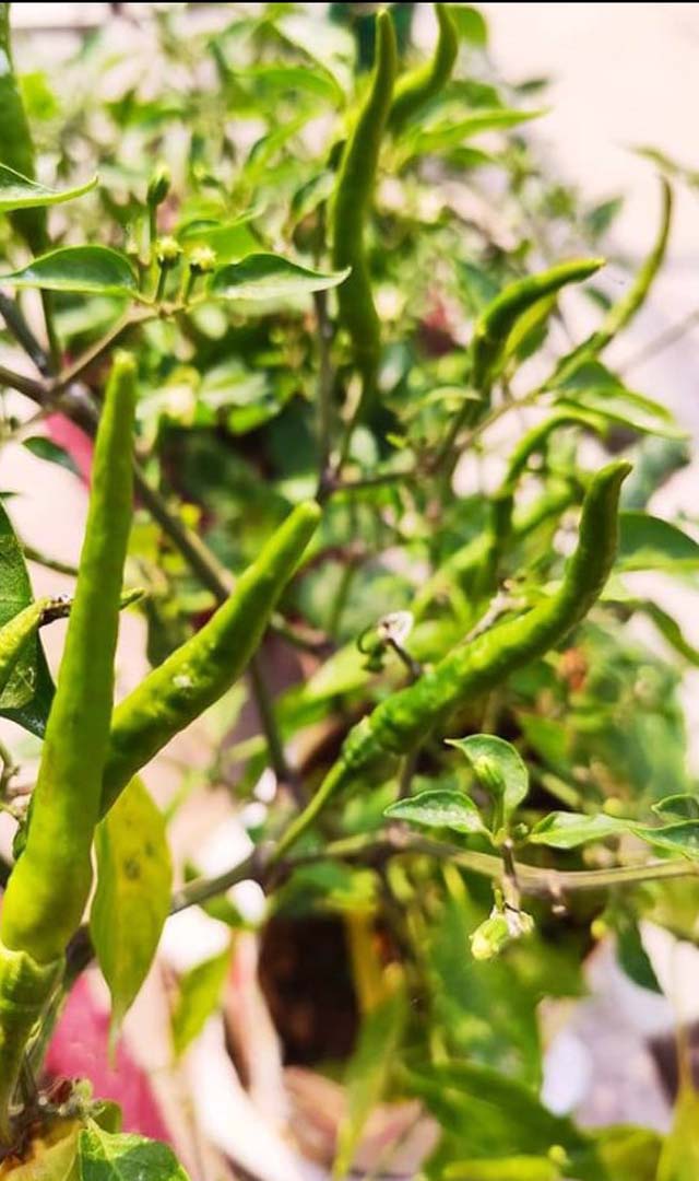 ಗಿಡಗಳು ಬಾಡಿದಂತಾಗಿದ್ದರೆ ಈ ಟ್ರಿಕ್ಸ್ ಮಾಡಿ ನೋಡಿ