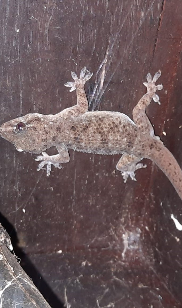 ಹಲ್ಲಿ ಕಾಟಕ್ಕೆ ಮನೆ ಮದ್ದು ಇಲ್ಲಿದೆ