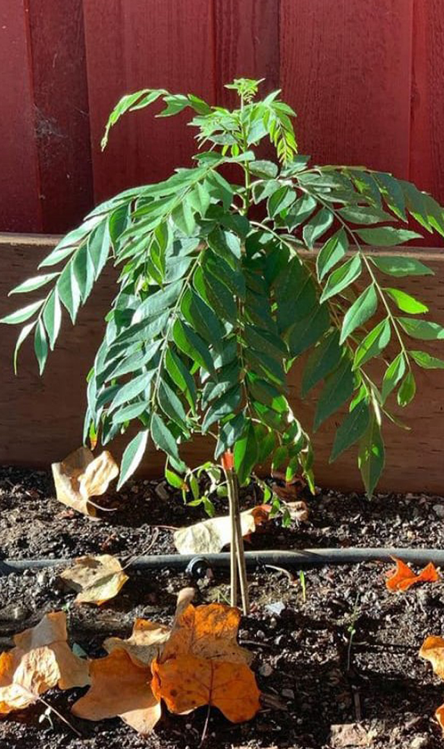 ಕರಿಬೇವು ಪಾಟ್ ನಲ್ಲಿ ಬೆಳೆಸಲು ಏನು ಮಾಡಬೇಕು