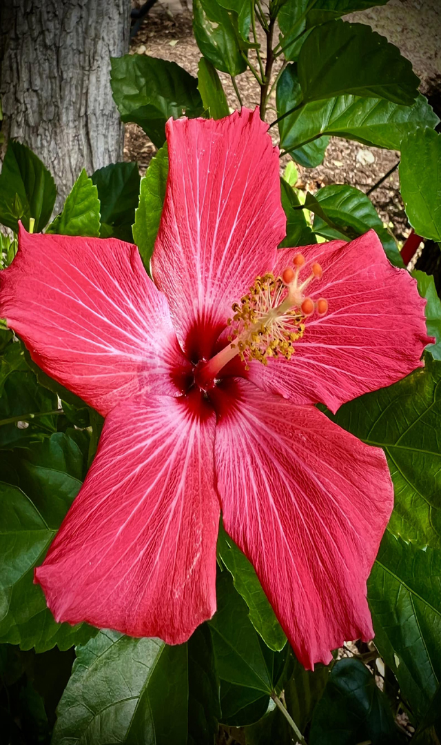 ದಾಸವಾಳ ಗಿಡದಲ್ಲಿ ಹೆಚ್ಚು ಹೂ ಬಿಡಲು ಟಿಪ್ಸ್