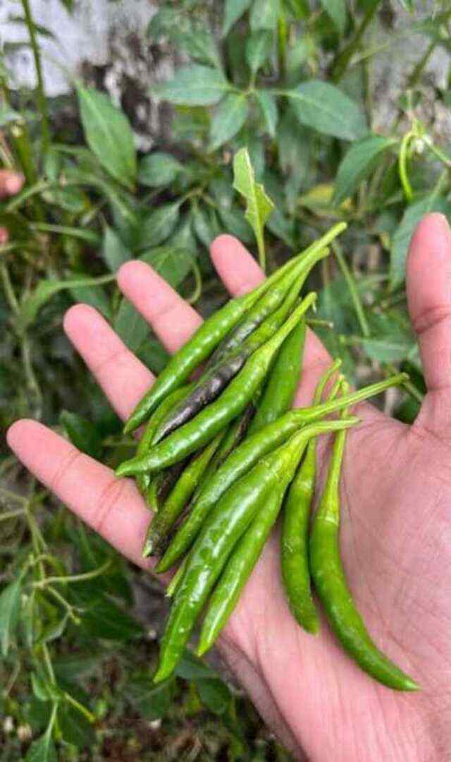 ಹಸಿರುಮೆಣಸು ಕಟ್ ಮಾಡಿದ ಮೇಲೆ ಕೈ ತೊಳೆಯಲು ಟಿಪ್ಸ್