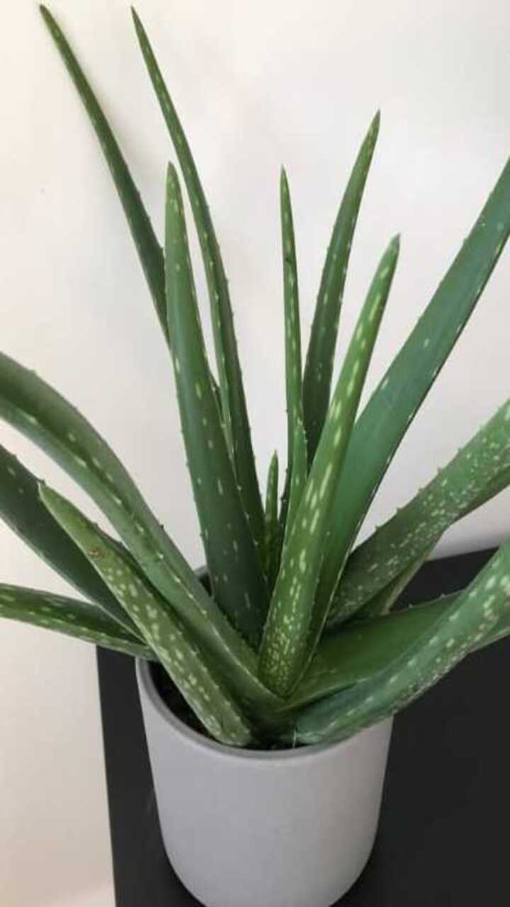 ಅಲ್ಯುವೀರಾ ಗಿಡ ಕೊಳೆತು ಹೋಗುತ್ತಿದ್ದರೆ ಹೀಗೆ ಮಾಡಿ