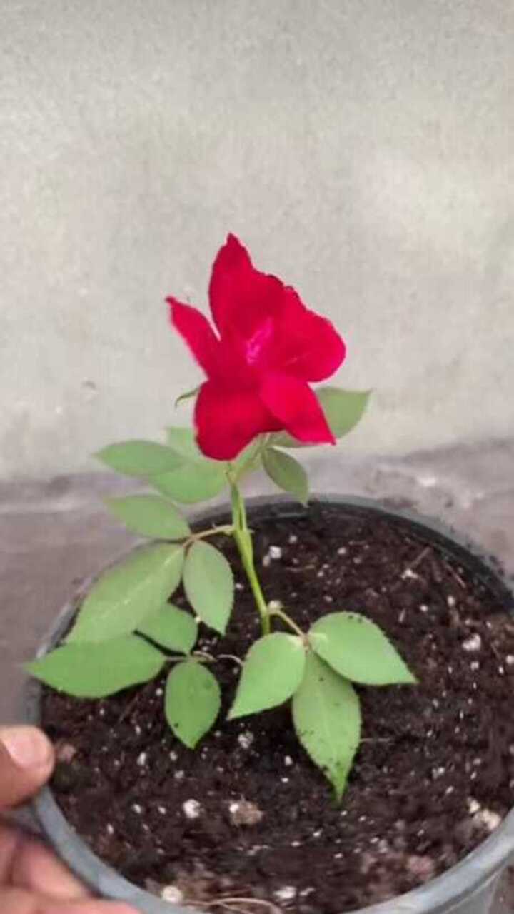 ಗುಲಾಬಿ ಗಿಡ ನೆಡುವಾಗ ಈ ಟಿಪ್ಸ್ ಪಾಲಿಸಿ