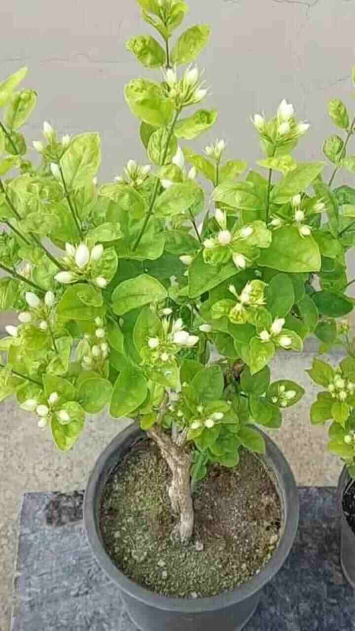 ಮಲ್ಲಿಗೆ ಗಿಡ ನೆಡುವಾಗ ಇದೊಂದು ಕೆಲಸ ಮಾಡಿ