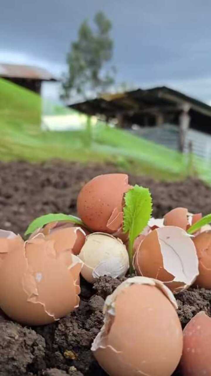 ಮೊಟ್ಟೆಯನ್ನು ಗಿಡಗಳಿಗೆ ಈ ರೀತಿ ಬಳಸಬಹುದು