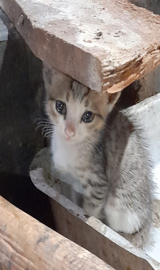 ನಾಯಿಗಿಂತ ಬೆಕ್ಕು ಕಡಿದರೆ ಅಪಾಯ ಹೆಚ್ಚು