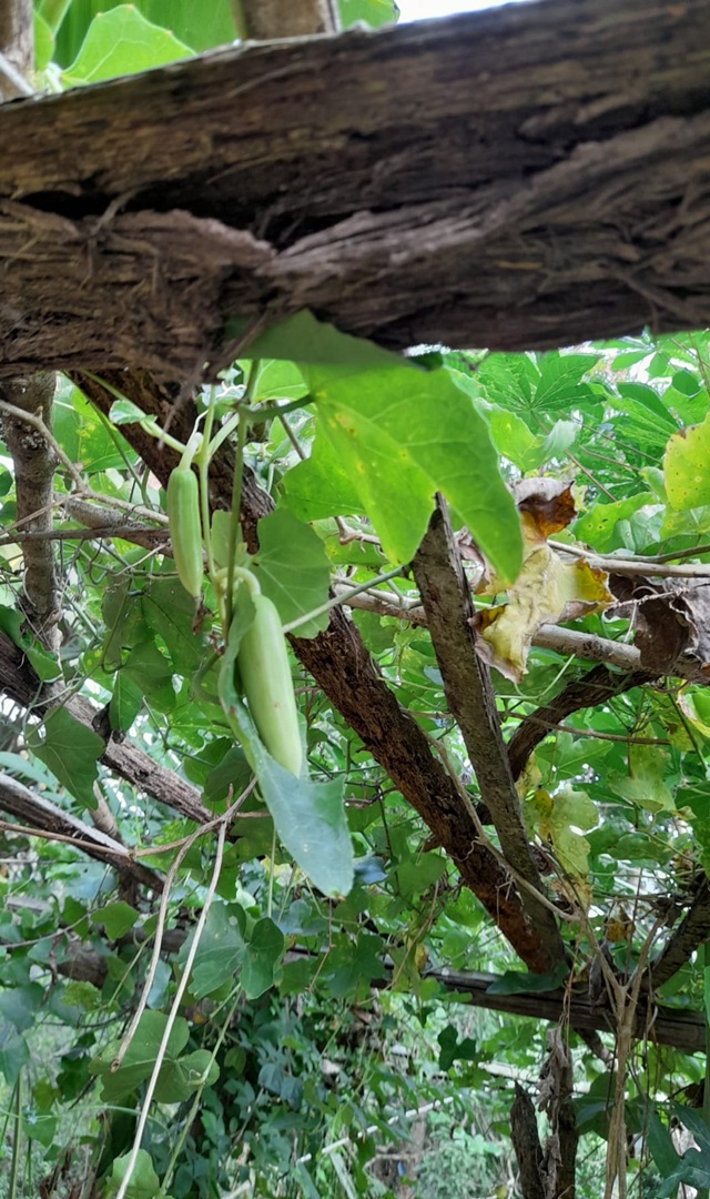 ತೊಂಡೆಕಾಯಿ ಸೊಪ್ಪನ್ನು ಮಧುಮೇಹಿಗಳು ಸೇವಿಸಬೇಕು!