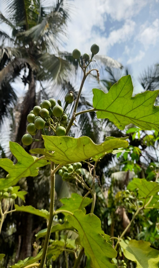 ಕುದನೆಕಾಯಿಯಿಂದ ಆರೋಗ್ಯಕ್ಕೇನು ಲಾಭ?