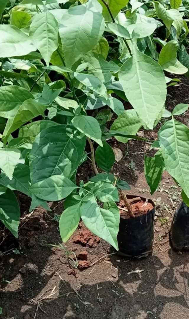ಬಿಲ್ವ ಪತ್ರೆ, ಕಾಯಿಯ ಉಪಯೋಗಗಳು