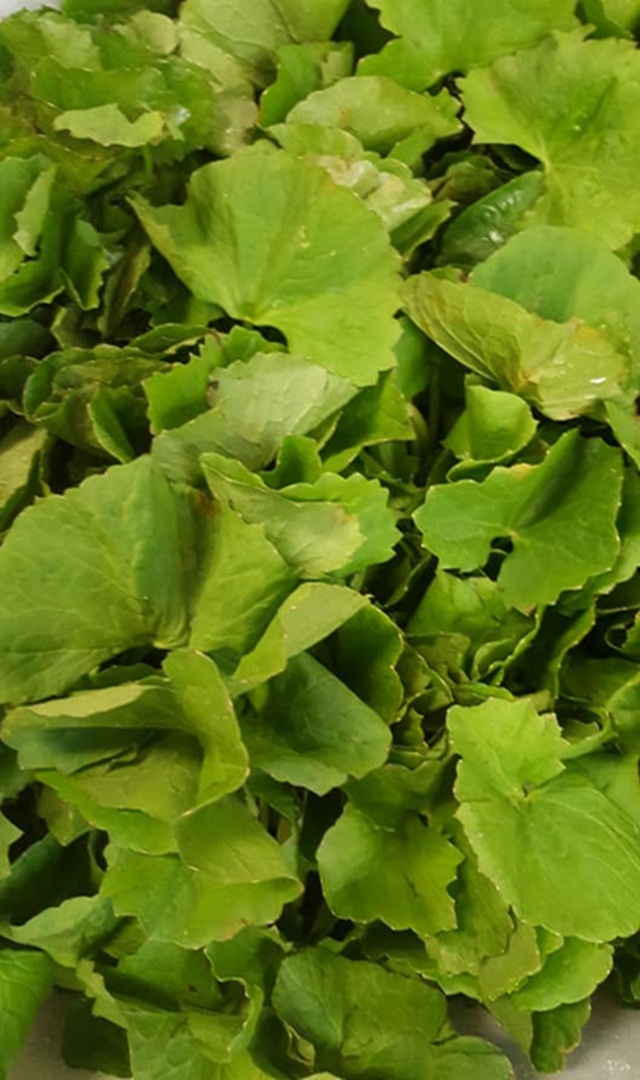 ಬ್ರಾಹ್ಮಿ ಎಲೆಯೆಂದರೆ ಸುಮ್ನೇ ಅಲ್ಲ