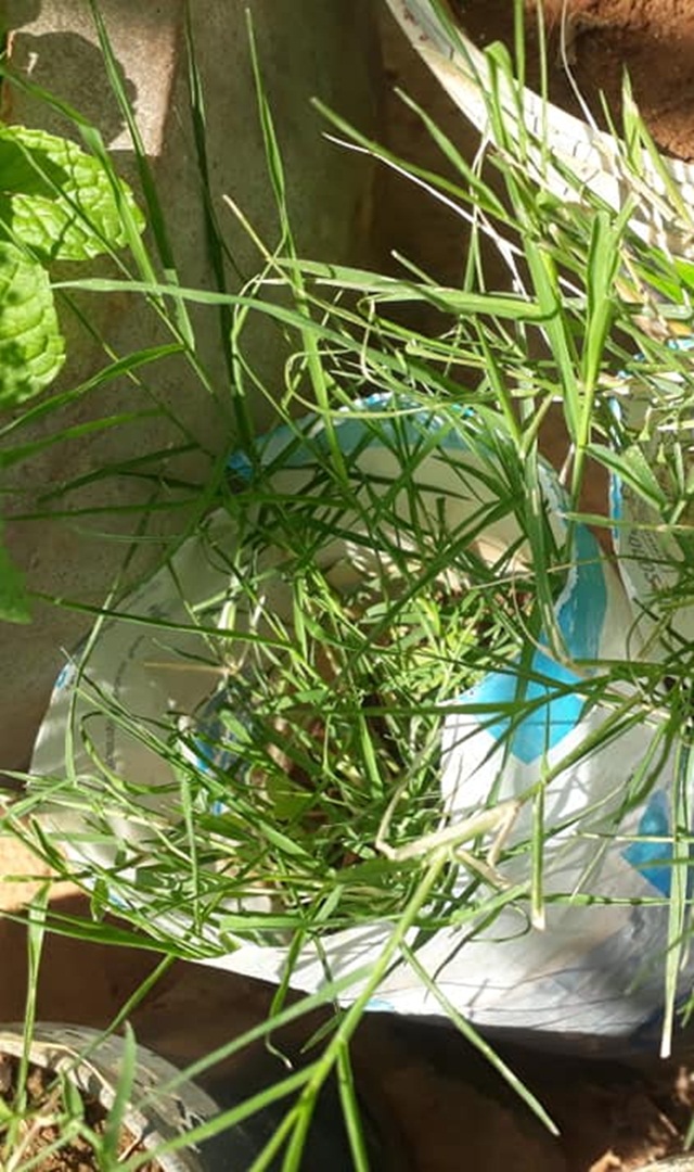 ಗರಿಕೆ ಹುಲ್ಲು ಆರೋಗ್ಯಕ್ಕೂ ಉತ್ತಮ