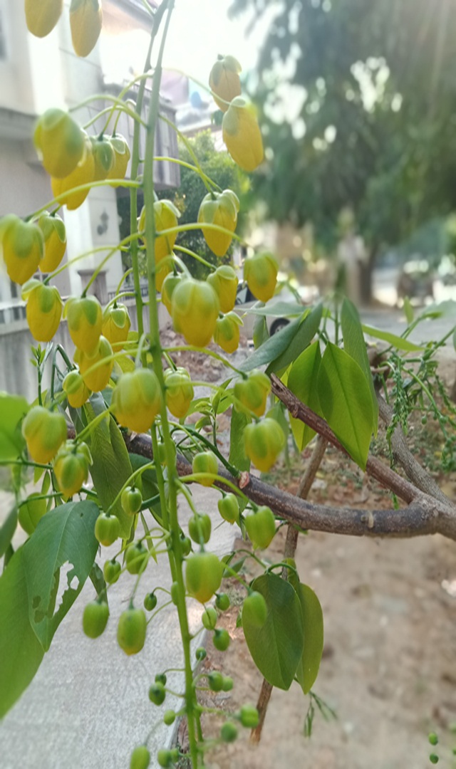 ಚಿನ್ನದ ಬಣ್ಣ ಕೊಂದೆ ಹೂವಿನಲ್ಲಿದೆ ಔಷಧೀಯ ಗುಣ