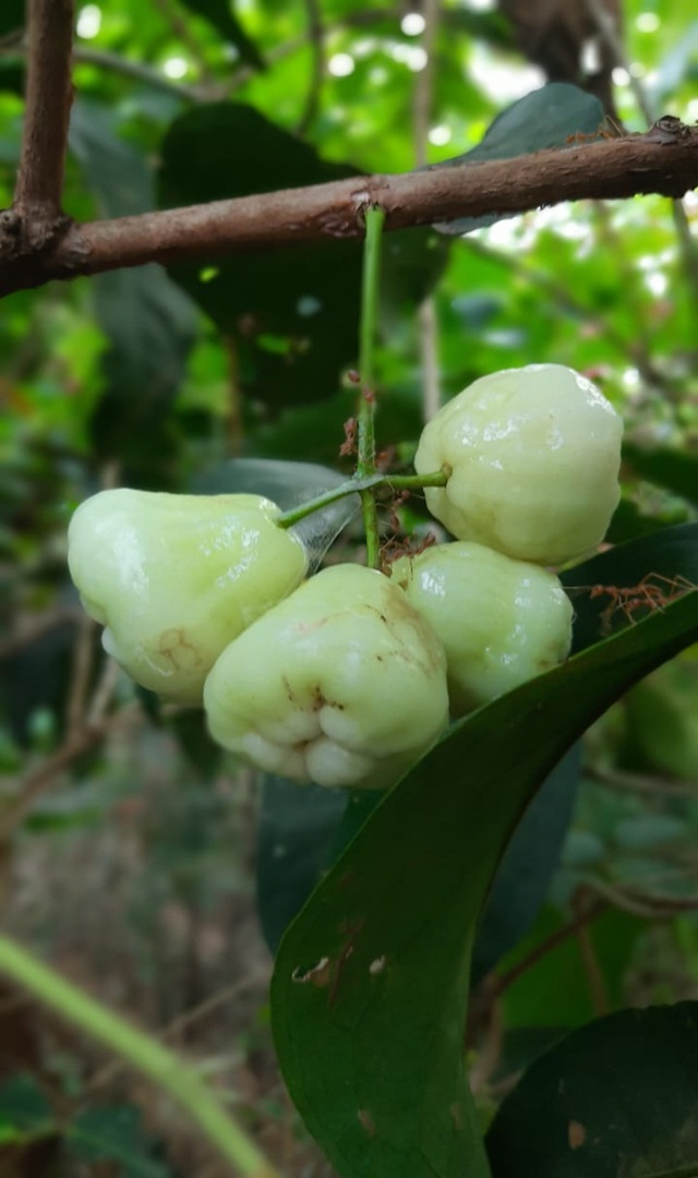 ನಕ್ಷತ್ರ ನೇರಳೆ ಯಾವುದಕ್ಕೆಲ್ಲಾ ಉಪಯೋಗ?