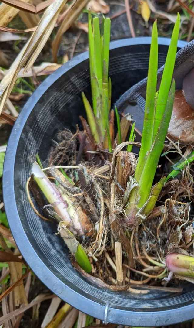ಮಕ್ಕಳಿಗೆ ಬಜೆ ಎಷ್ಟು ಉಪಯೋಗಿ?