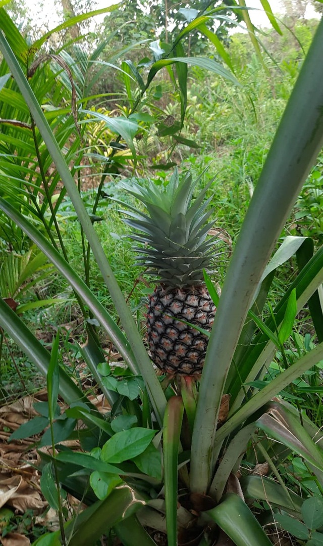 ಪೈನಾಪಲ್ ಸೇವನೆಯ ಅಡ್ಡಪರಿಣಾಮಗಳೇನು?