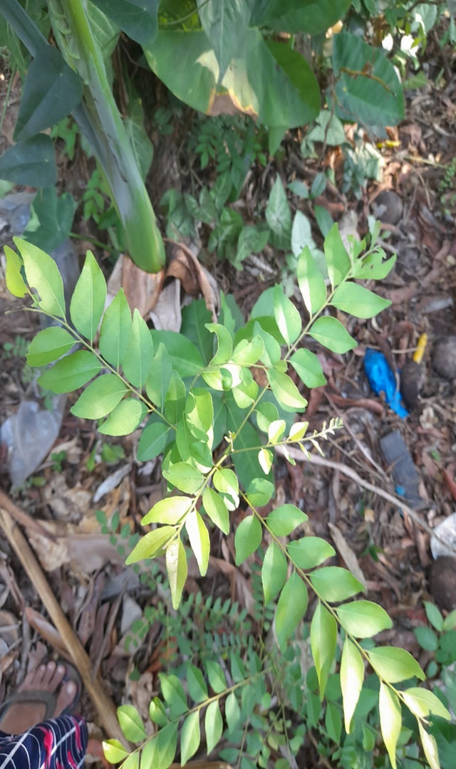 ಅಡುಗೆಯಲ್ಲಿ ಕರಿಬೇವು ಬಳಸುವುದನ್ನು ಮರೀಬೇಡಿ!
