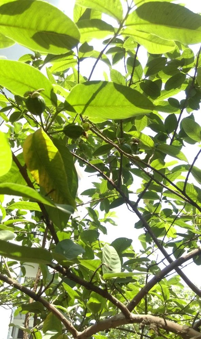 ಆರೋಗ್ಯಕರ ತಂಬುಳಿಗೆ ಯೋಗ್ಯ ಸೊಪ್ಪುಗಳು