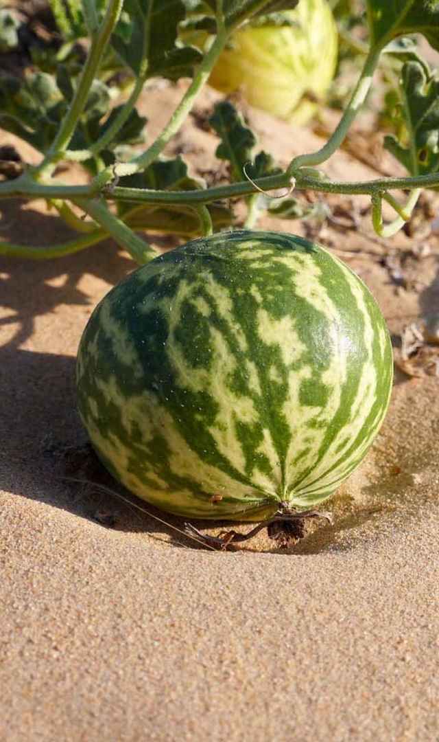ಕಹಿ ಆಪಲ್ ನ ನಿಮಗೆ ಗೊತ್ತಿರದ ವಿಶೇಷತೆಗಳು