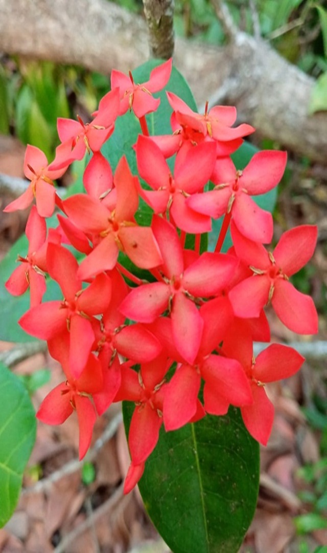 ಕಾಡು ಕಿಸ್ಕಾರ ಹೂವಿನ ವಿಶೇಷತೆಗಳೇನು?