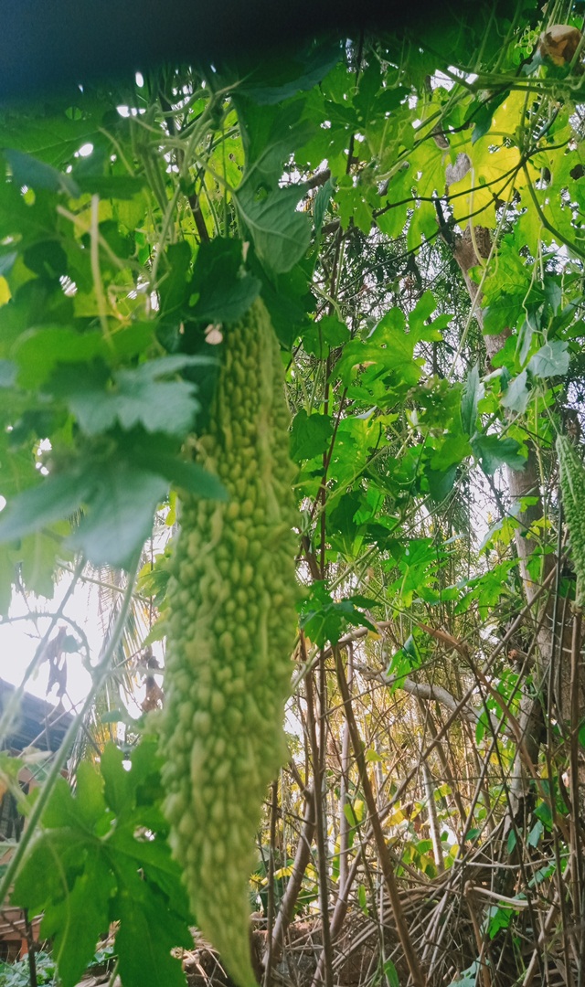 ಹಾಗಲಕಾಯಿ ಯಾರು ಸೇವಿಸಬಾರದು?