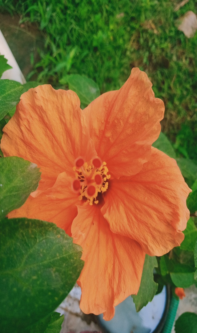ದಾಸವಾಳ ಕೂದಲಿಗೆ ಉತ್ತಮವೇ?