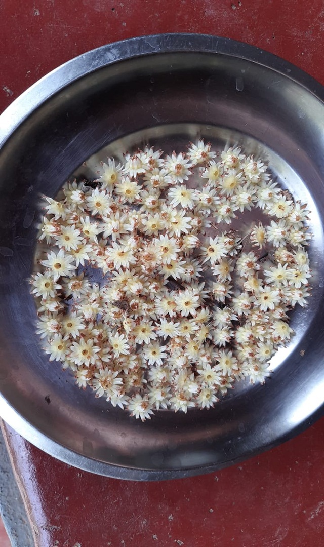 ರಂಜ ಹೂವಿನ ಬಗ್ಗೆ ನಿಮಗೆಷ್ಟು ಗೊತ್ತು?