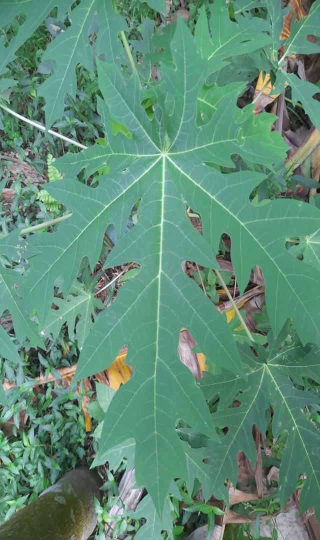 ಪಪ್ಪಾಯ ಎಲೆಯಿಂದ ಸಿಗುವ ಅದ್ಭುತ ಲಾಭಗಳು