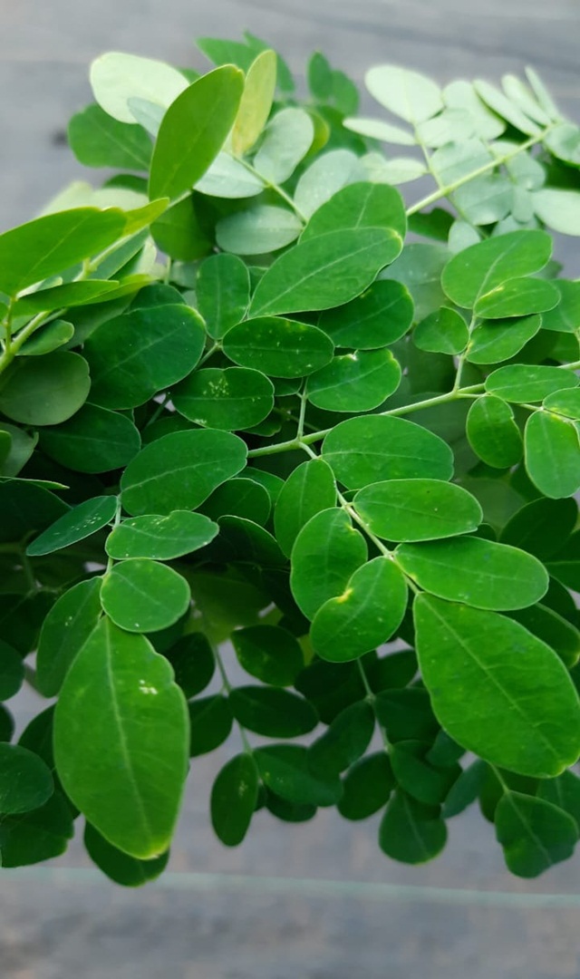 ಯಾರೆಲ್ಲಾ ಸೇವಿಸಬೇಕು ನುಗ್ಗೆ ಸೊಪ್ಪು?