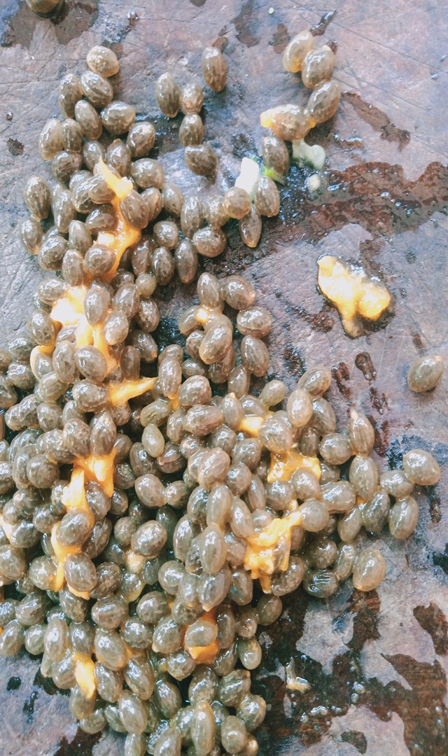 ಪಪ್ಪಾಯ ಬೀಜದ ಅದ್ಭುತ ಲಾಭ ತಿಳಿಯಿರಿ