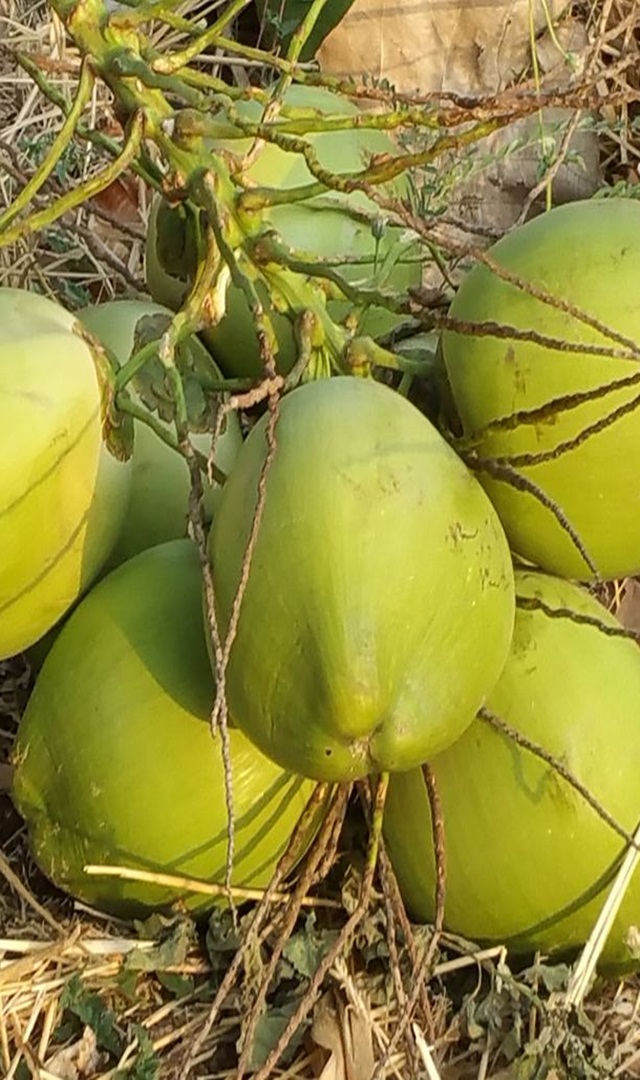 ಎಳೆನೀರಿನ ಅದ್ಭುತ ಲಾಭಗಳು