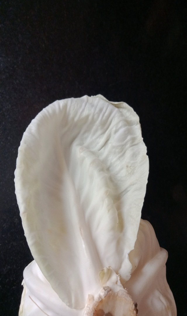 ಆರೋಗ್ಯಕರ ಹಣ್ಣು, ತರಕಾರಿಯ ಸಿಪ್ಪೆಗಳು