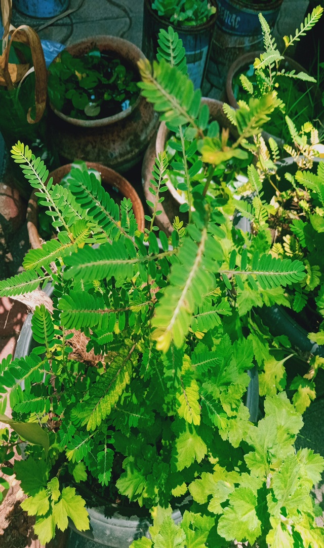 ಬಾಯಿರುಚಿ ಪಡೆಯಲು ನೆಲನೆಲ್ಲಿ ಬೆಸ್ಟ್