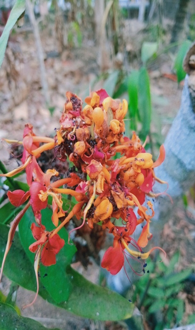 ಅಶೋಕ ಹೂವಿನ ಉಪಯೋಗಗಳೇನು