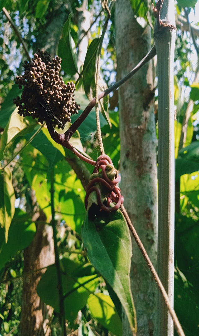 ಚೆಂಬಳ್ಳಿ ಕಾಯಿ ಬಗ್ಗೆ ನಿಮಗೆ ಗೊತ್ತಾ?