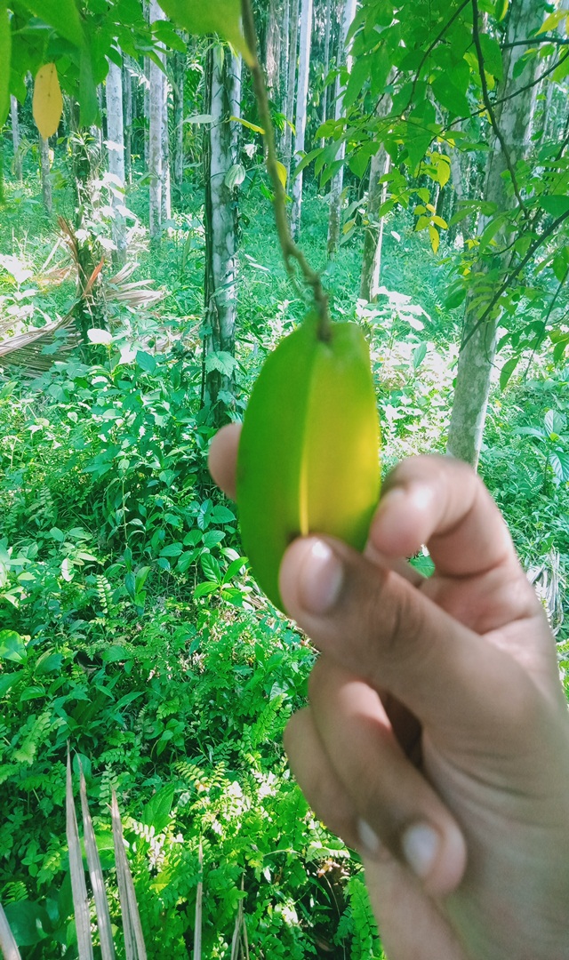 ಧಾರೆಹುಳಿಯ ಔಷಧೀಯ ಗುಣಗಳು