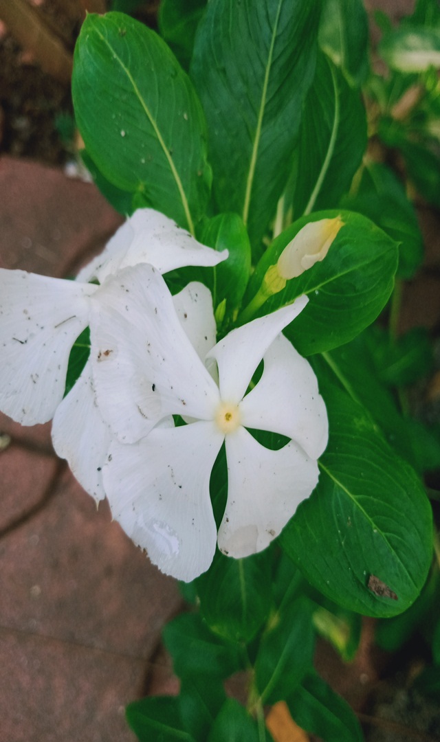 ನಿತ್ಯಪುಷ್ಪದ ಆರೋಗ್ಯಕರ ಅಂಶಗಳು