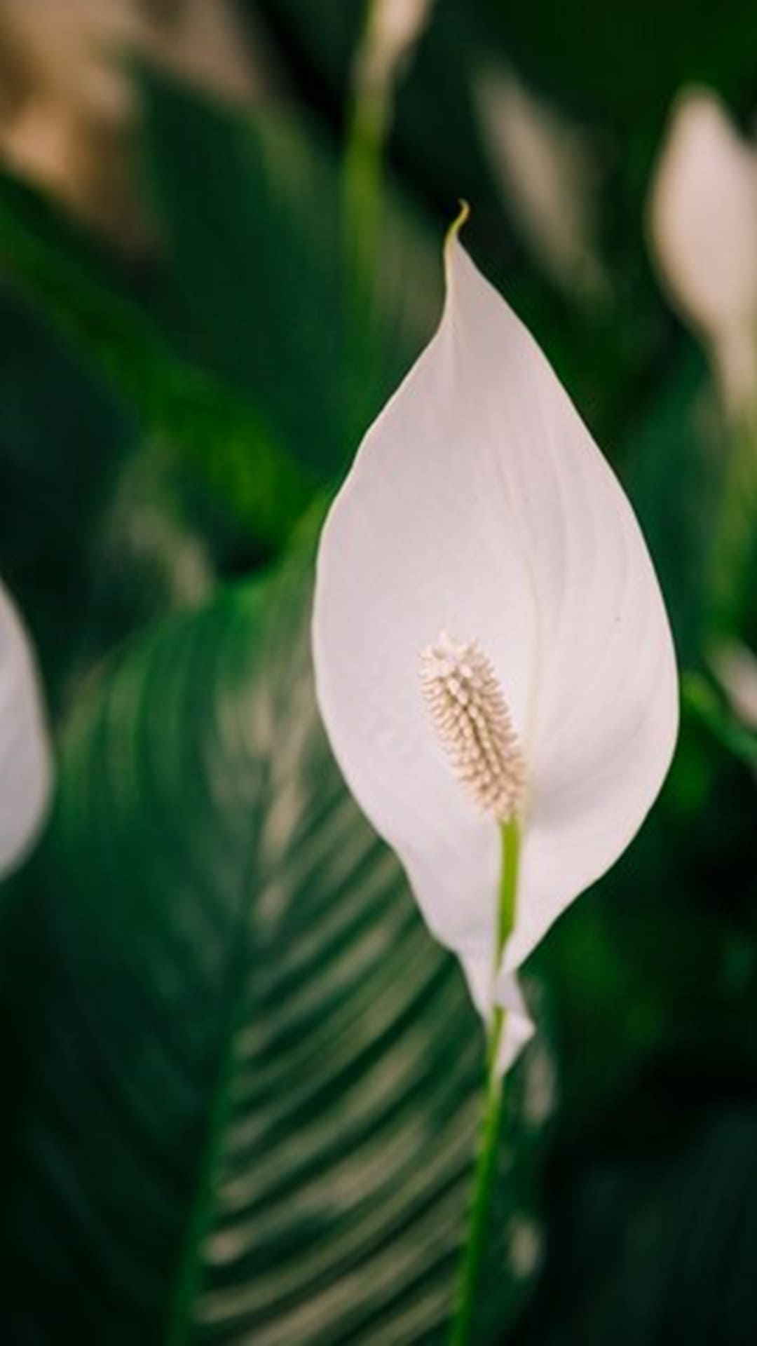 സമാധാനം വേണോ? ഈ ചെടി വളർത്തിയാൽ മതി! 