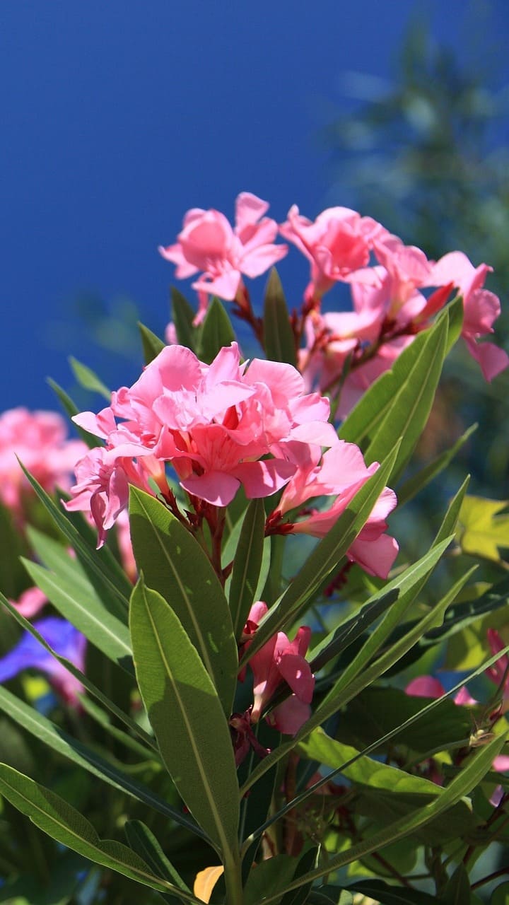  ഇലയിലും പൂവിലും വേരിലും വരെ വിഷം; അരളി ആളെക്കൊല്ലും 