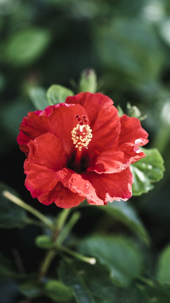 ചെമ്പരത്തിയുടെ ഗുണങ്ങൾ