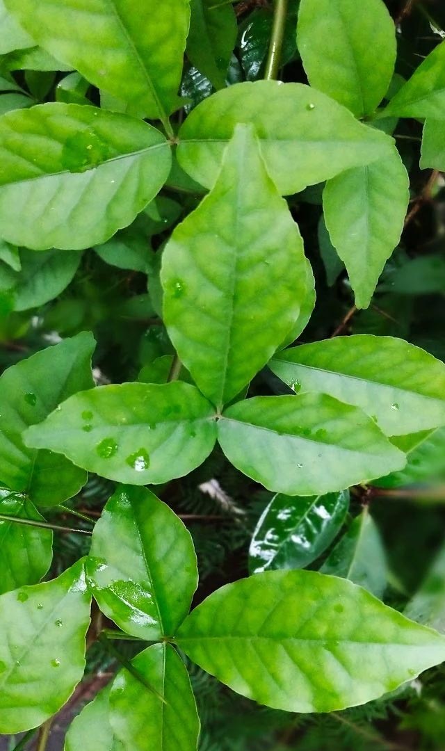 काय आहे हरतालिका तृतीयेच्या 16 पत्रींचे रहस्य