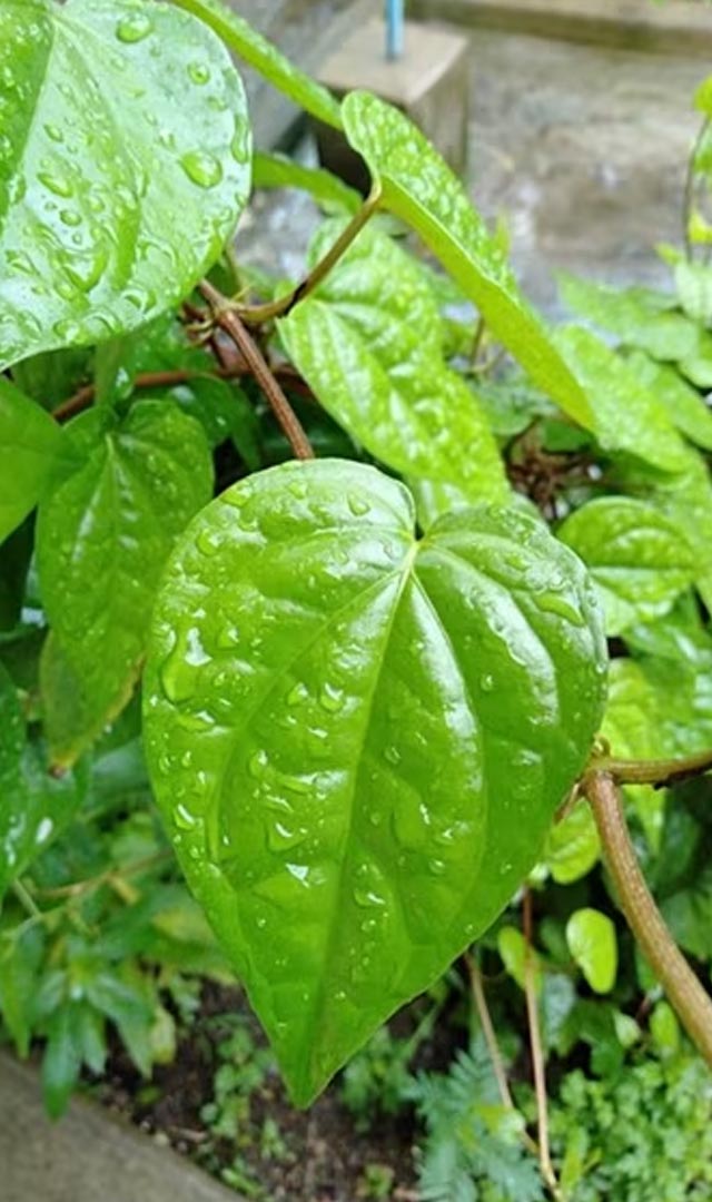 नागवेलीचे पान हे 7 आजार बरे करतात 