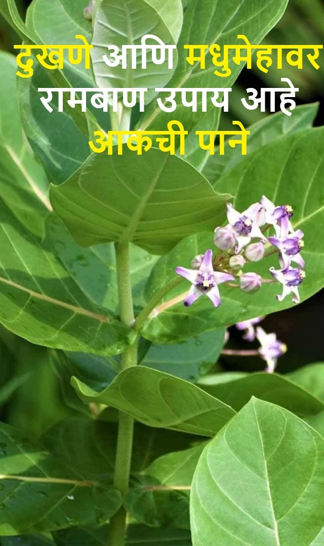 दुखणे आणि मधुमेहावर रामबाण उपाय आहे आकची पाने 