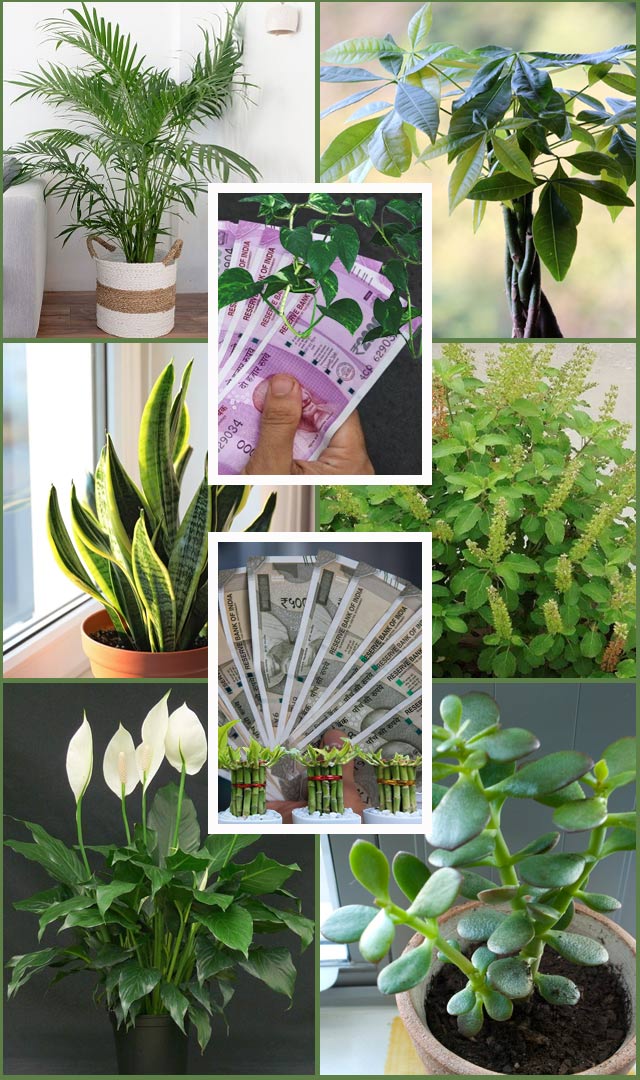 तुमच्या घरात Money Attract करणारी 8 झाडे