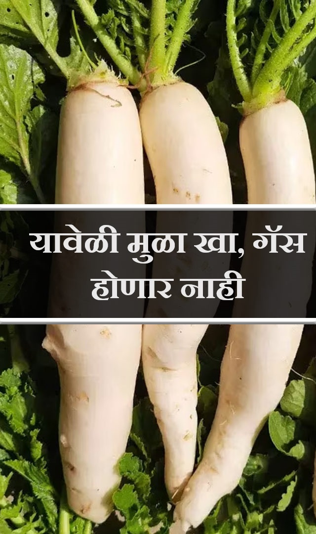 यावेळी मुळा खा, गॅस होणार नाही