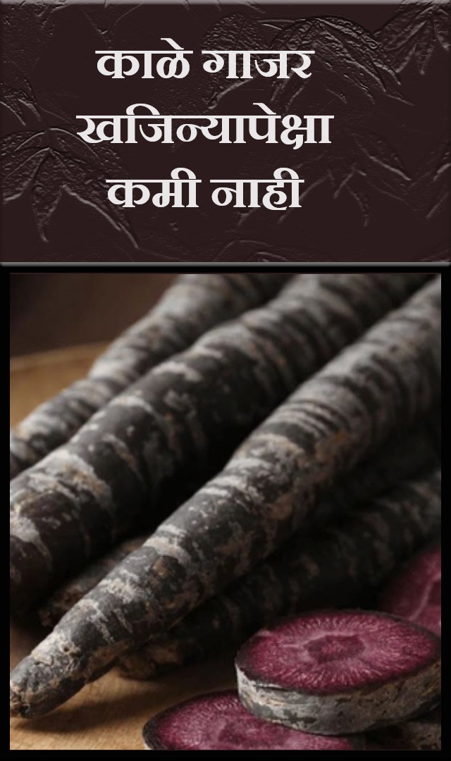 काळे गाजर खजिन्यापेक्षा कमी नाही