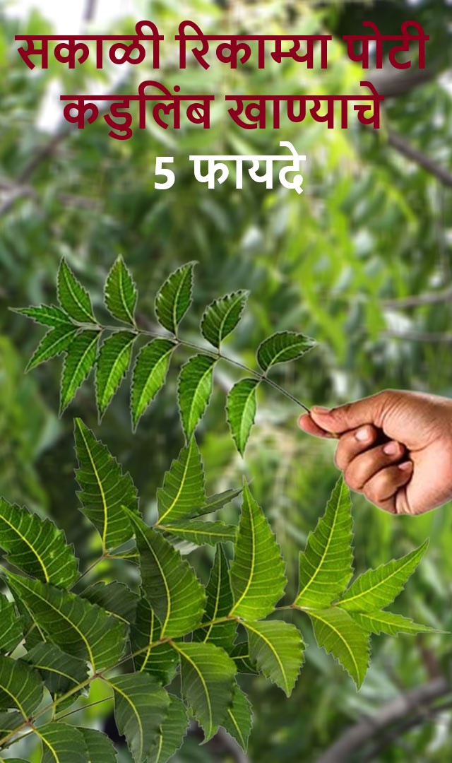  सकाळी रिकाम्या पोटी कडुलिंब खाण्याचे 5 फायदे