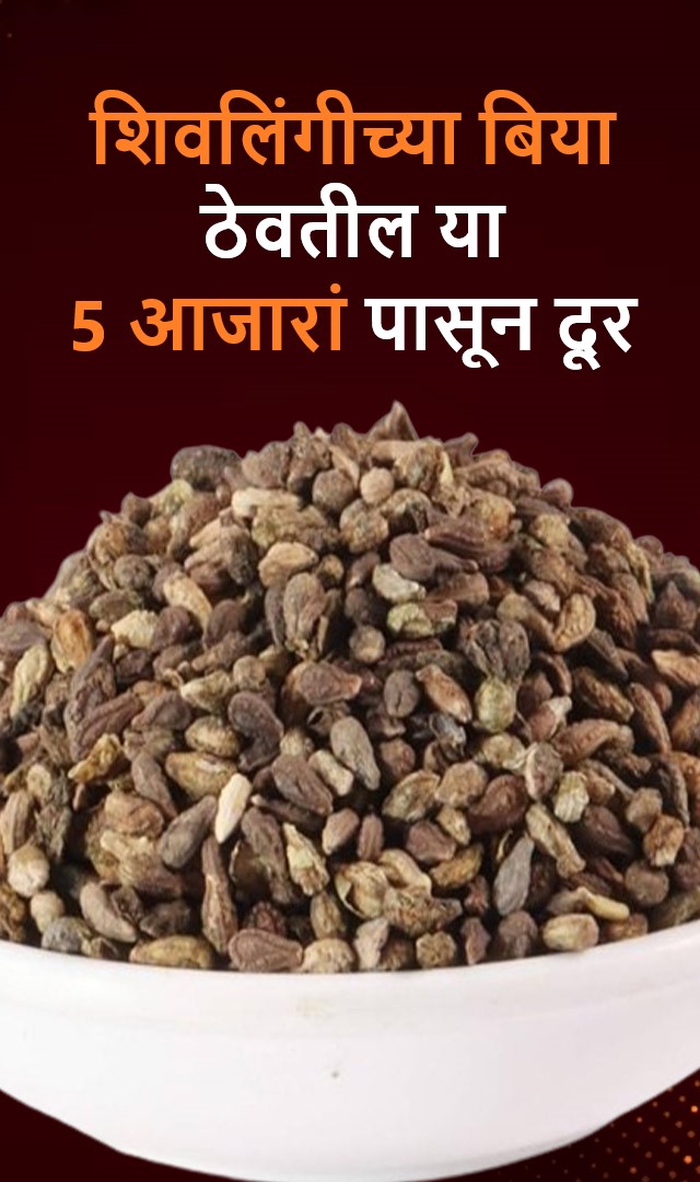  शिवलिंगीच्या बिया ठेवतील या 5 आजारांपासून दूर