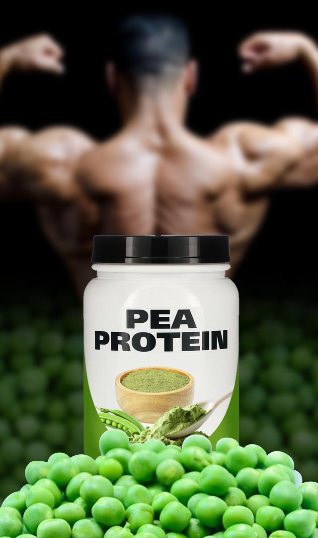 बॉडी बिल्डिंगसाठी पी प्रोटीन पावडरचे फायदे