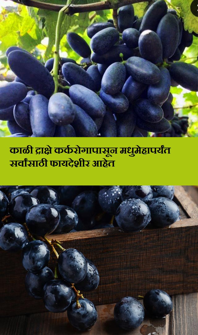 काळी द्राक्षे कर्करोगापासून मधुमेहापर्यंत सर्वांसाठी फायदेशीर आहेत