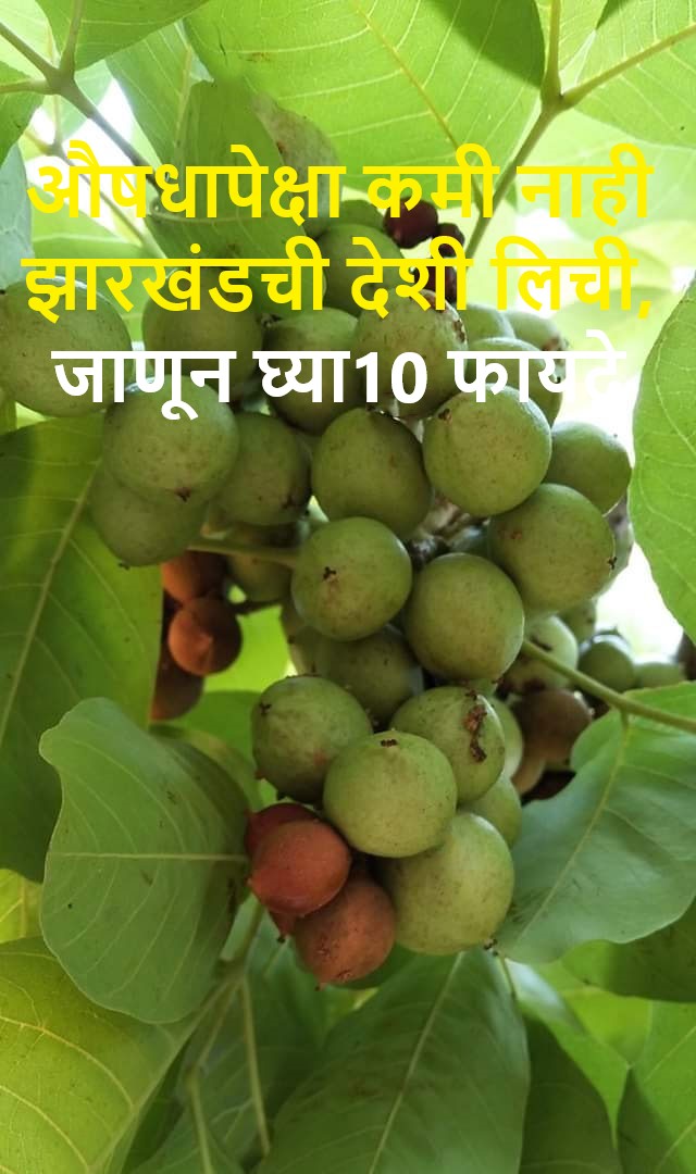 झारखंडची देशी लिची ही औषधापेक्षा कमी नाही, जाणून घ्या त्याचे 10 फायदे